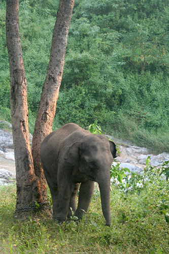 IMG_5856 Our first elephant of the morning