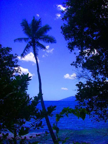 DSCN5798TreesandSurf