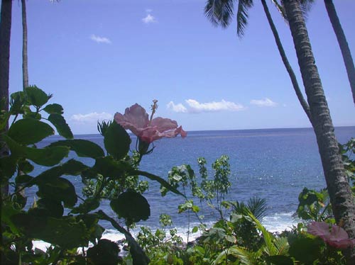 DSCN5804FlowerAgainstPalmsa