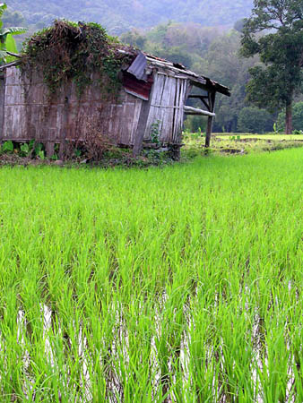 09 Rice Shack, Moni, Flores