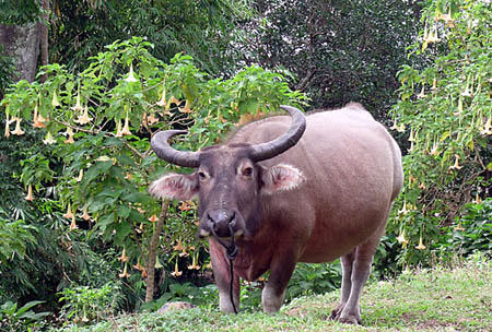 11 Water Buffalo