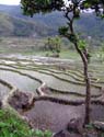 10 Tall Tree Overlooking Rice Paddy