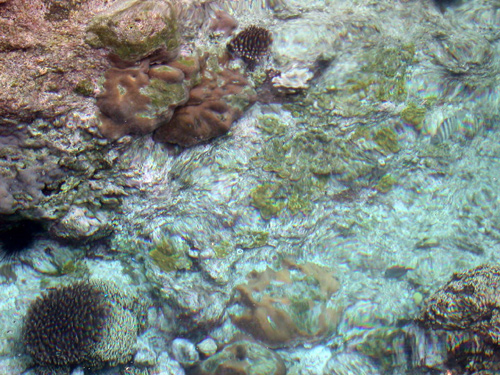 DSCN8585ReefLife,LimoPool,N