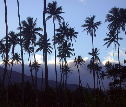 DSCN5505_Coconut_Groves_at_