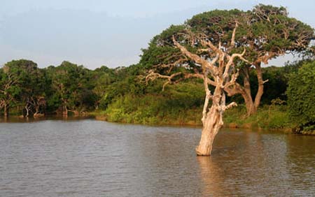 16-Trees-at-Yala-Nat'l-Park