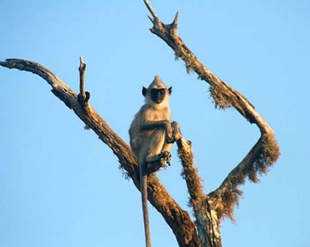 18-Monkey-Poses-Perfectly