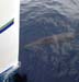 Dolphin_at_the_Hull